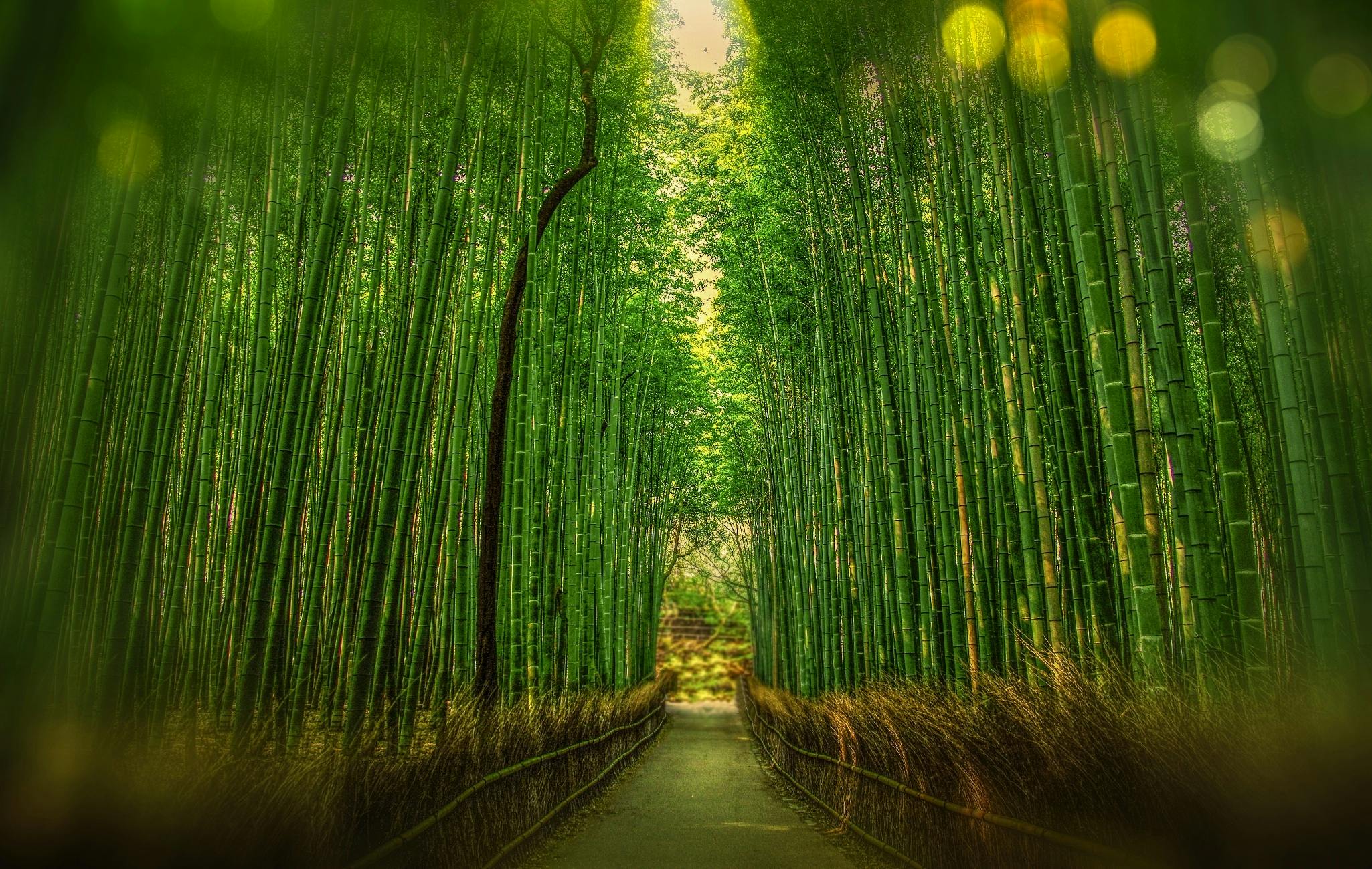 Bamboo Plants